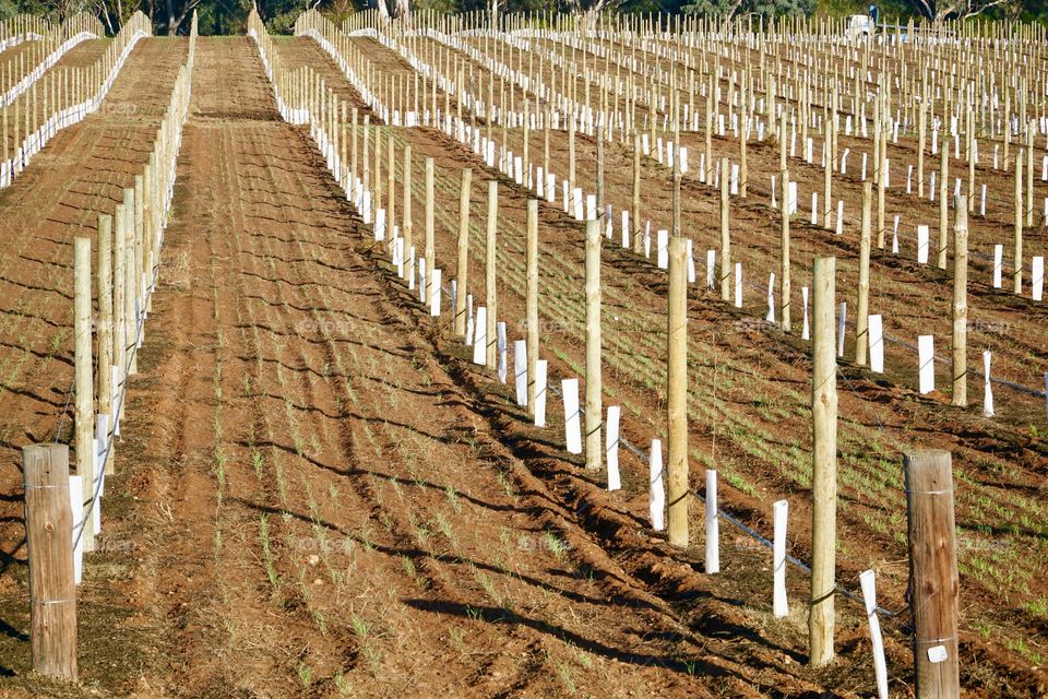 Vineyard lines and posts being prepared