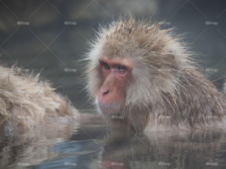 Snow monkey