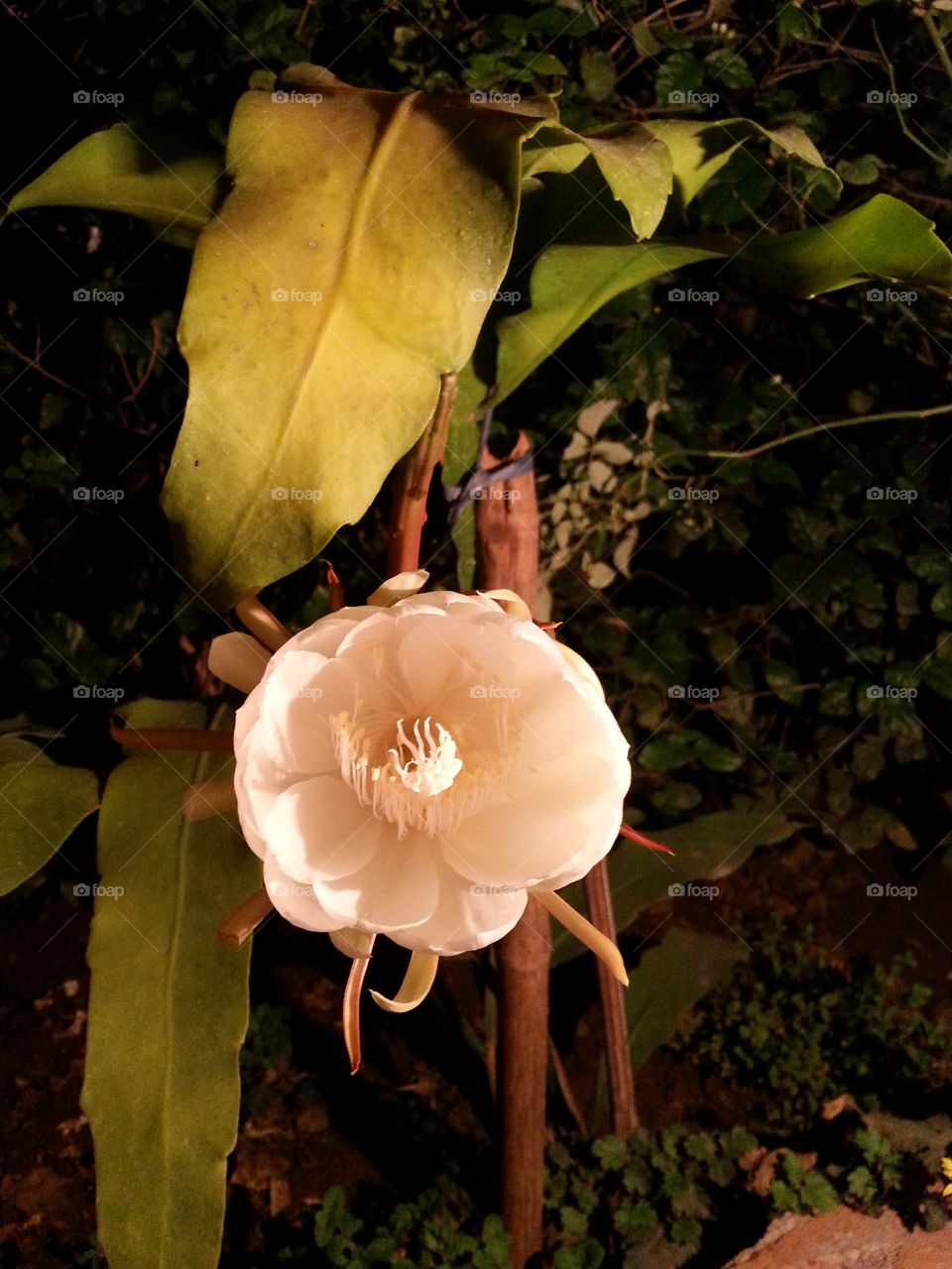 Brahma Kamal flower which grow from leaf, having life span of just a night and will grow once in an year.