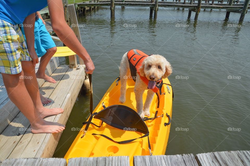 Kayaking Dog
