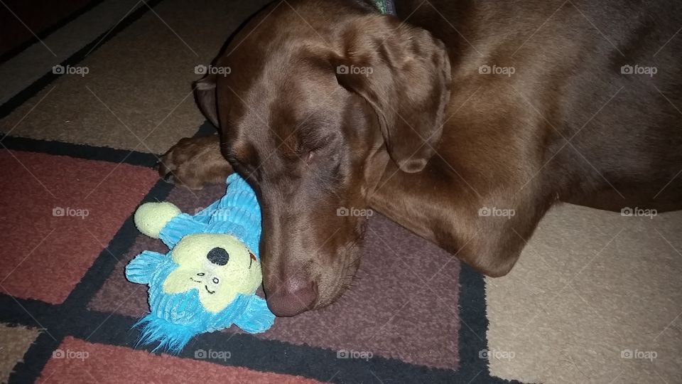 dog napping with her favorite toy