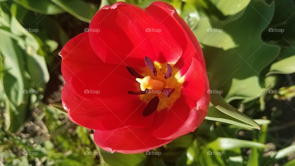 Tulip