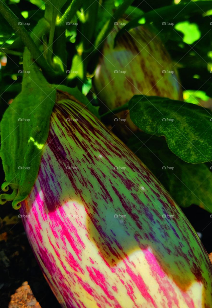 summer Harvest begins