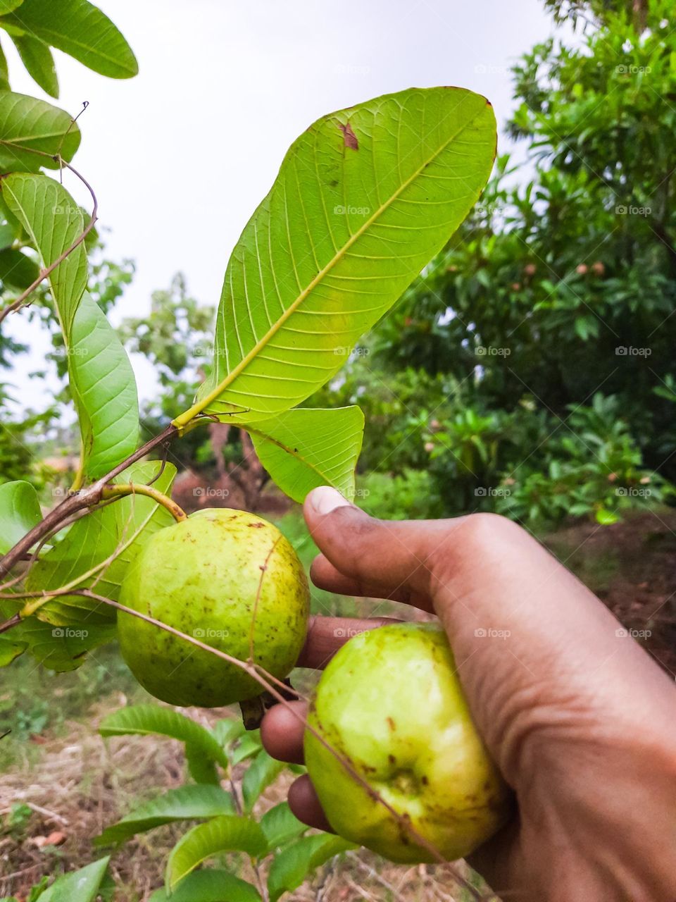 Plucking guava fruits from the farm