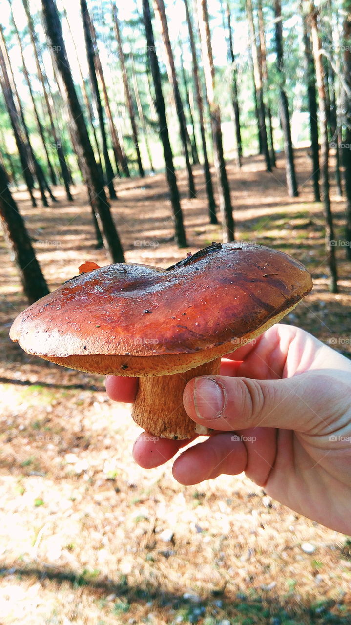 Polish mushroom in the forest