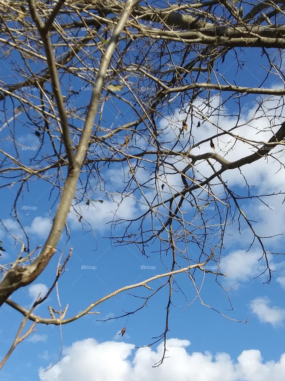 branches and blue sky