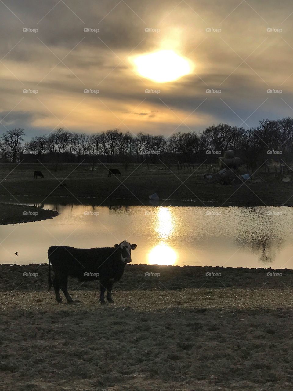 Cow at sunset.Pasture with pond.