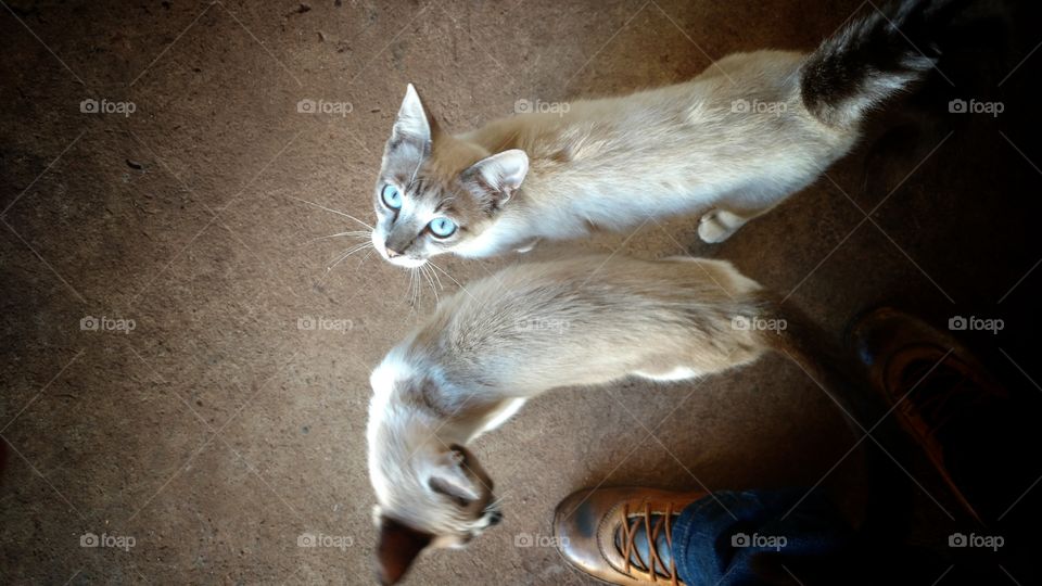 gatos