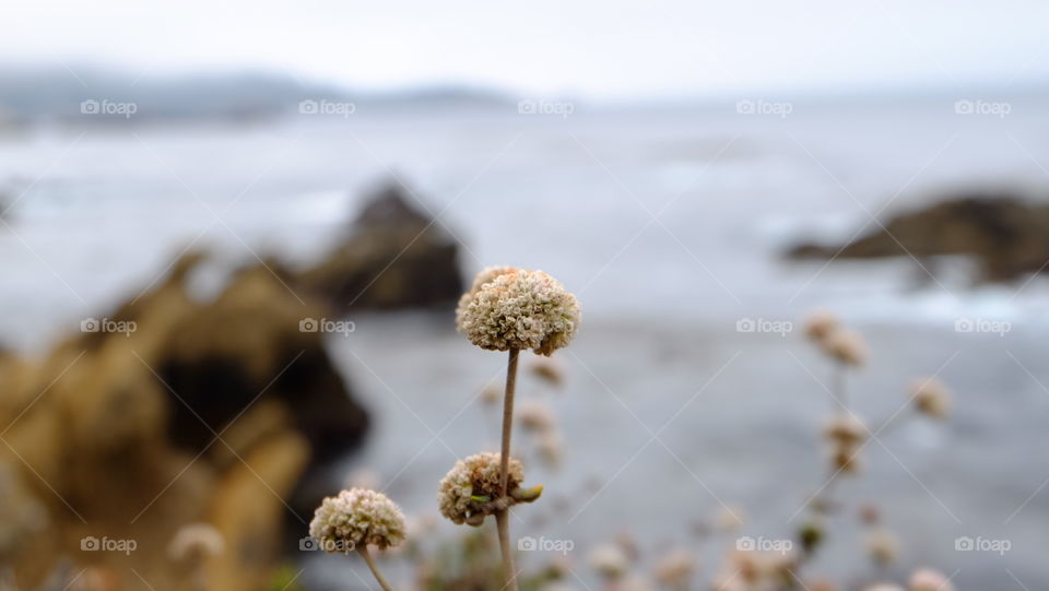Coastal flower