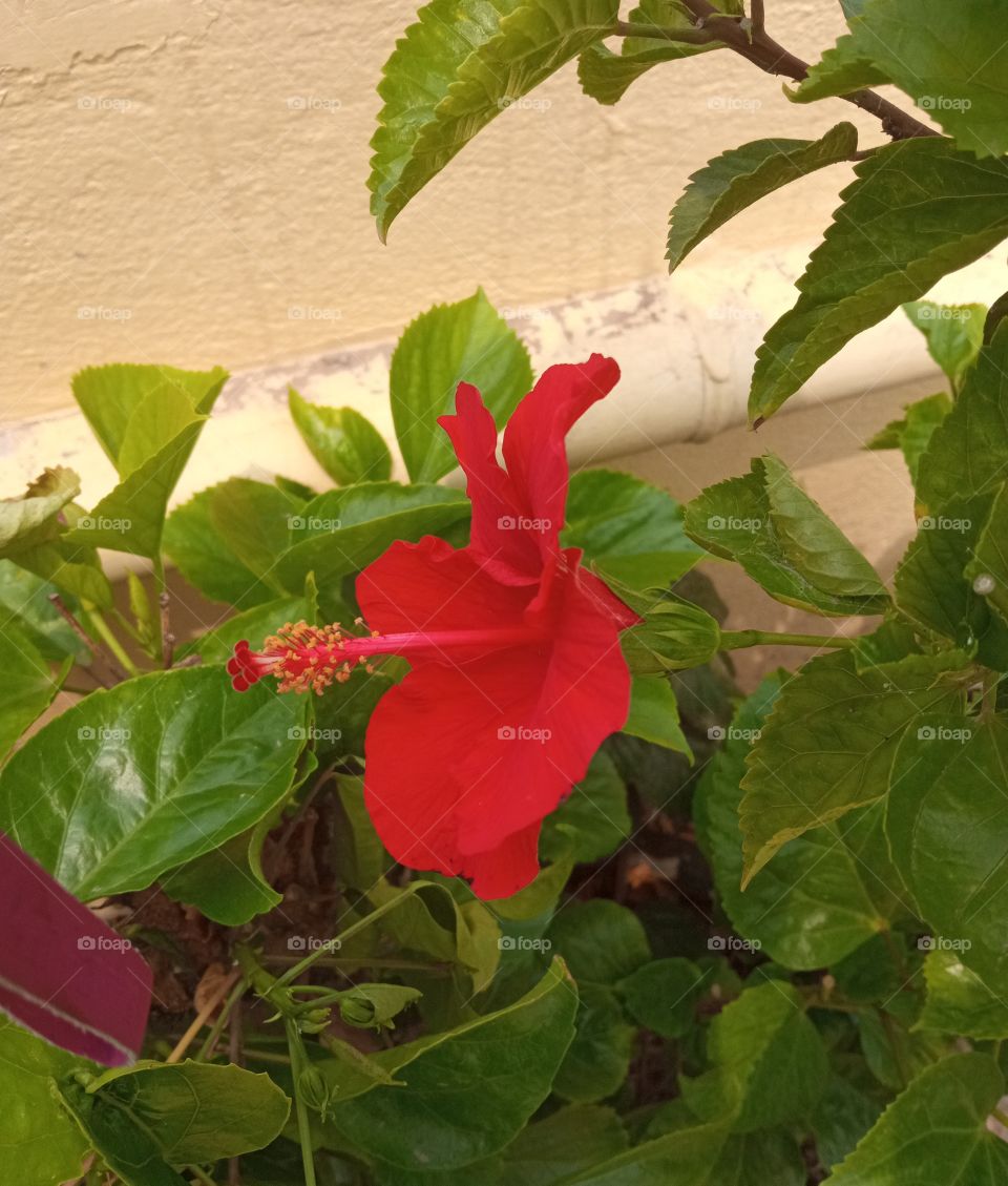 beautiful red hibiscus flower