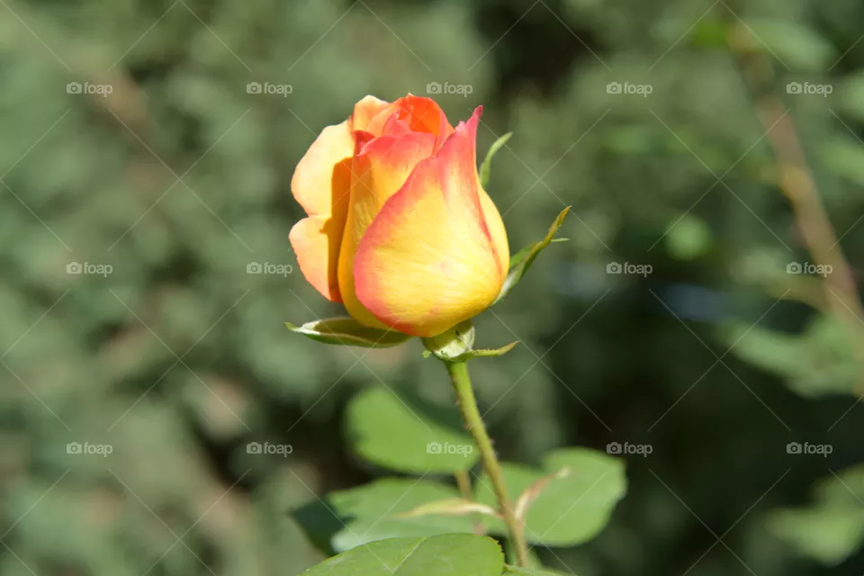 rose