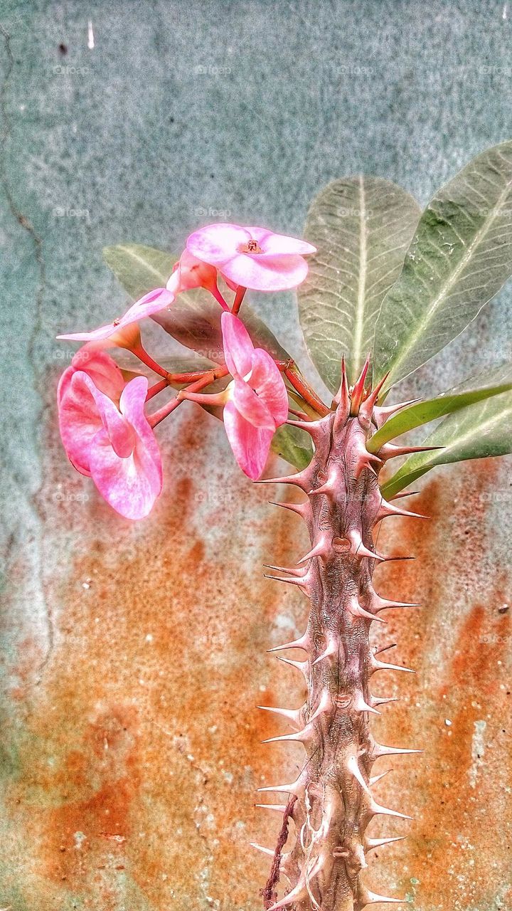 flowers with sharp thorny stems