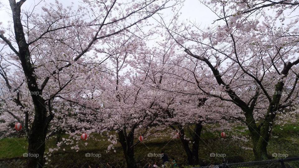 sakura road