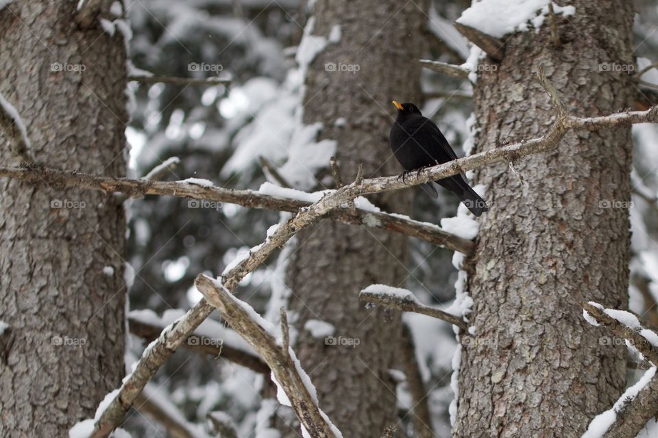 Black bird on tree branch