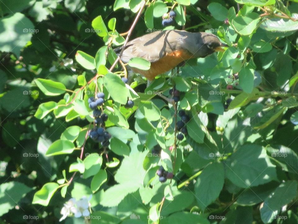 Robin eating berries