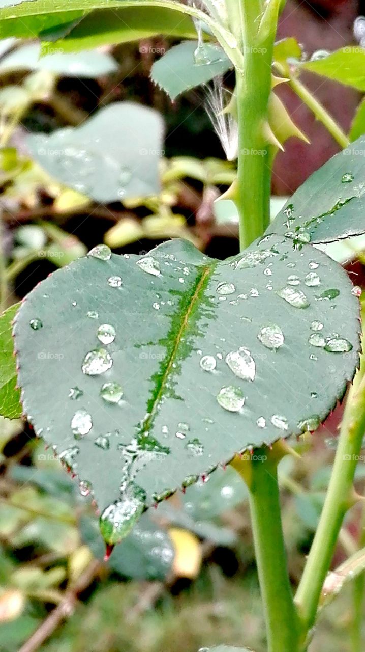 In the garden, after rain..