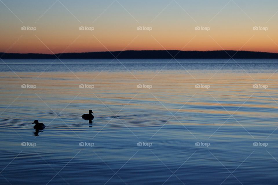 Sunset and birds