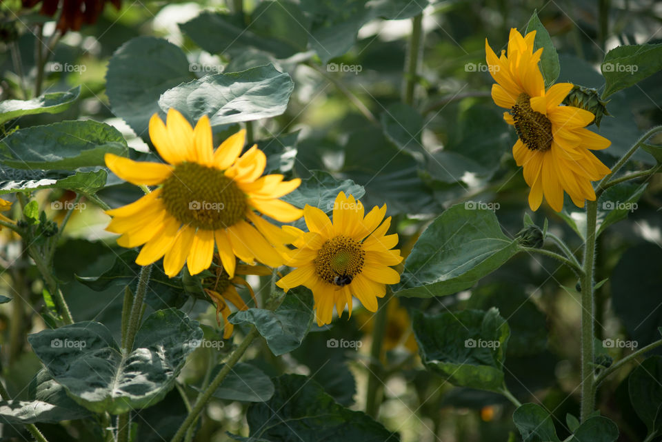 sunflowers bees and bumblebees