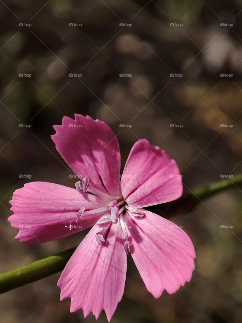 Macro photo of a flower growing in the forest