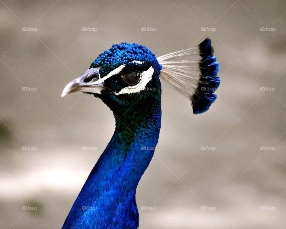 Peacock