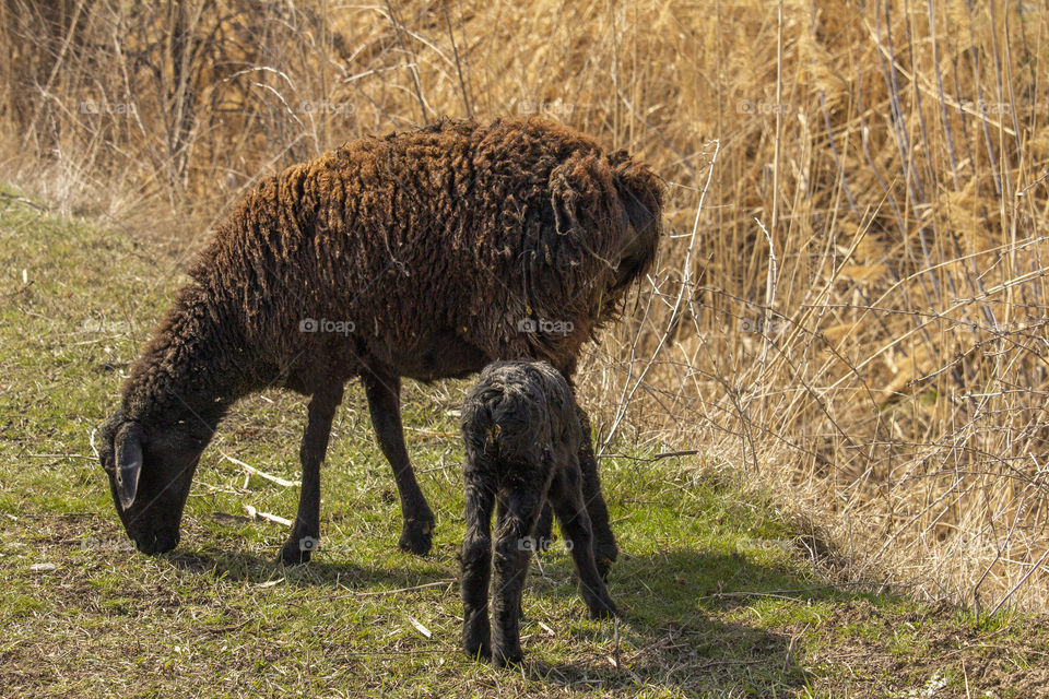 Sheep on a pasture . Sunset light