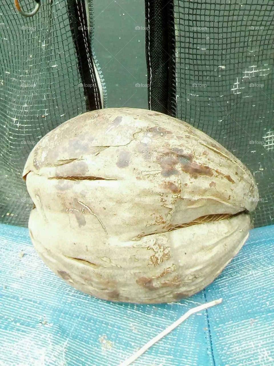 maybe you know with this is but if you do not know it's call a dry coconut   and it is good for oil .