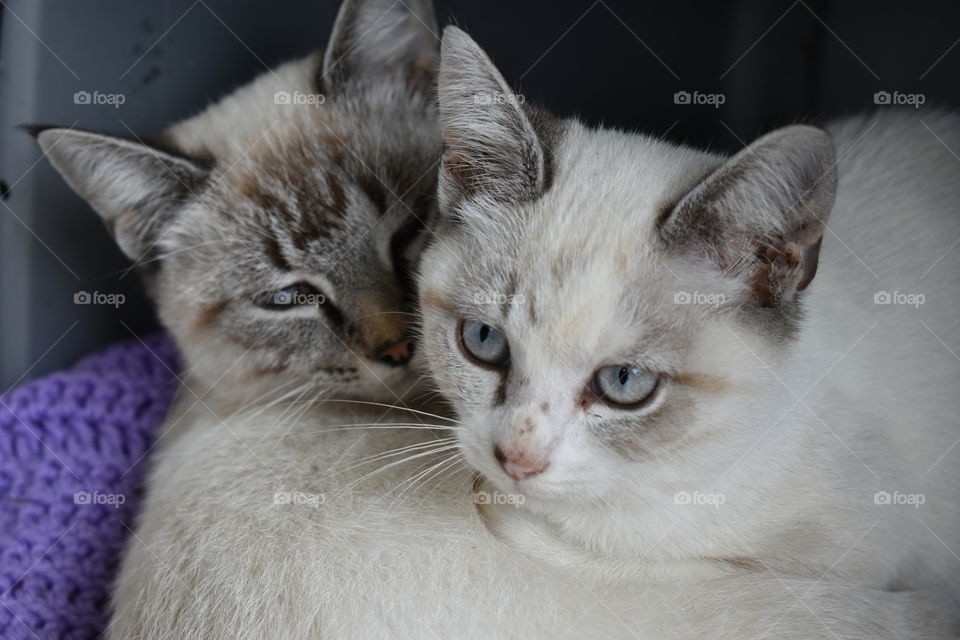 cats staying warm on a cold day