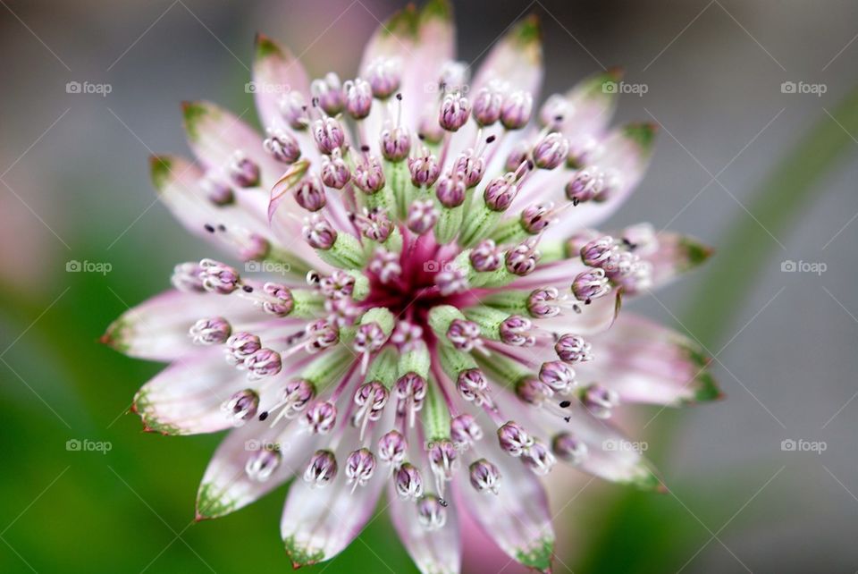 Close-up of a flower