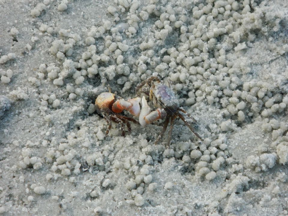 fighting crabs