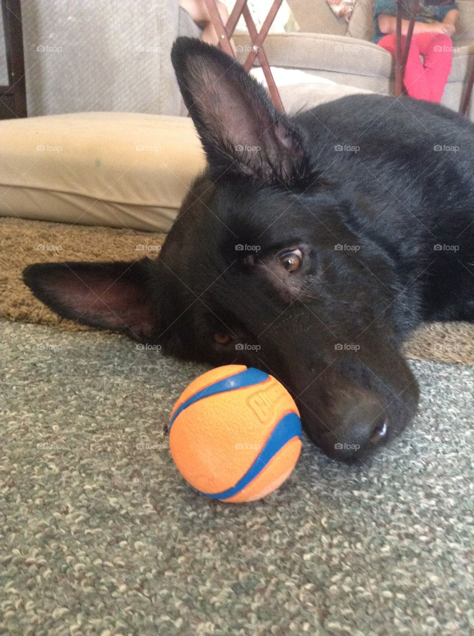 Too tired to play ball!