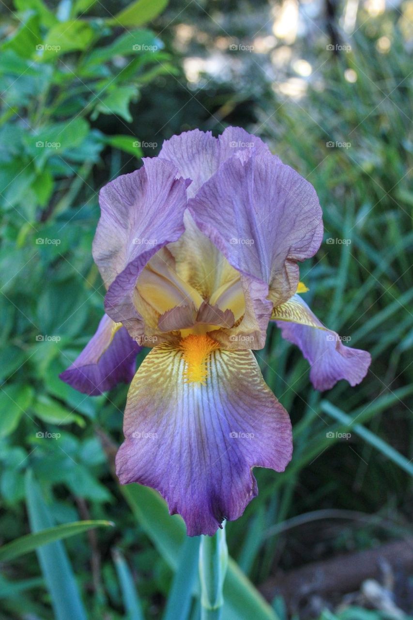 Iris flower