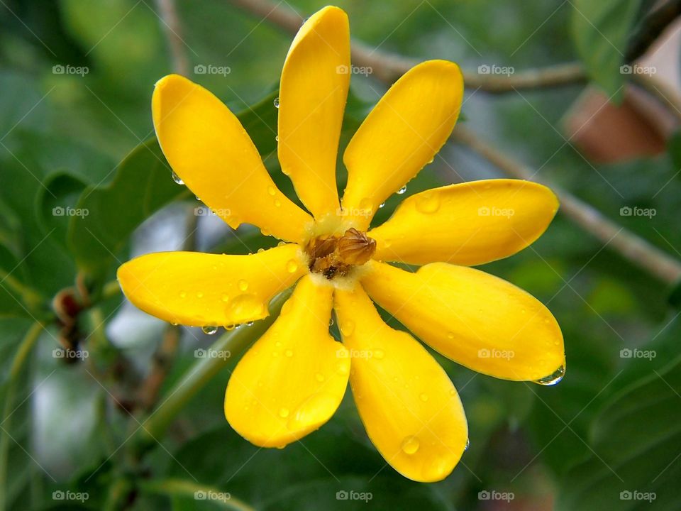 Golgen gardinia with rain drops