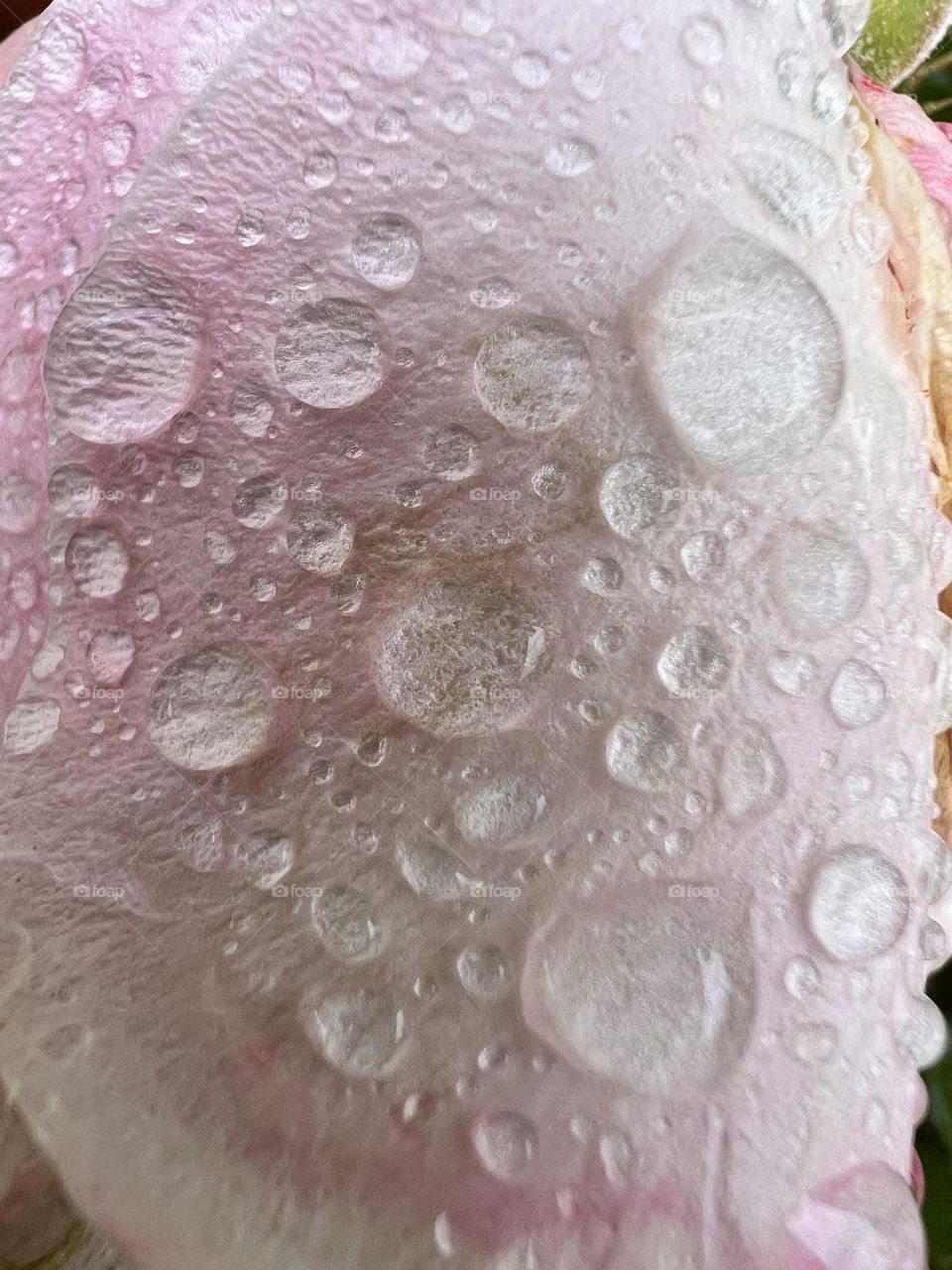 Drops in a rose