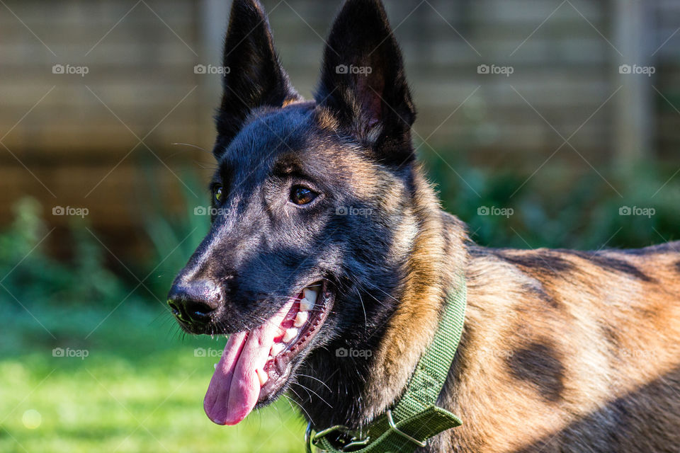 my best friend Dixon. a Belgium Malinois