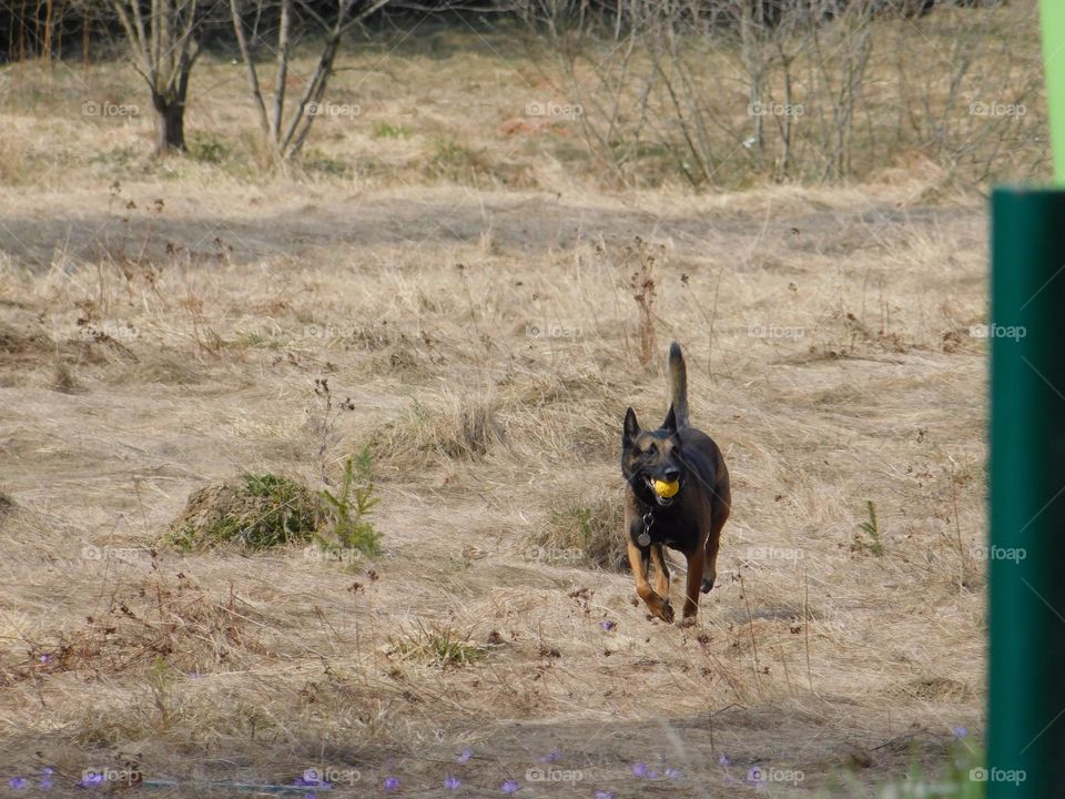 Doggo with a ball