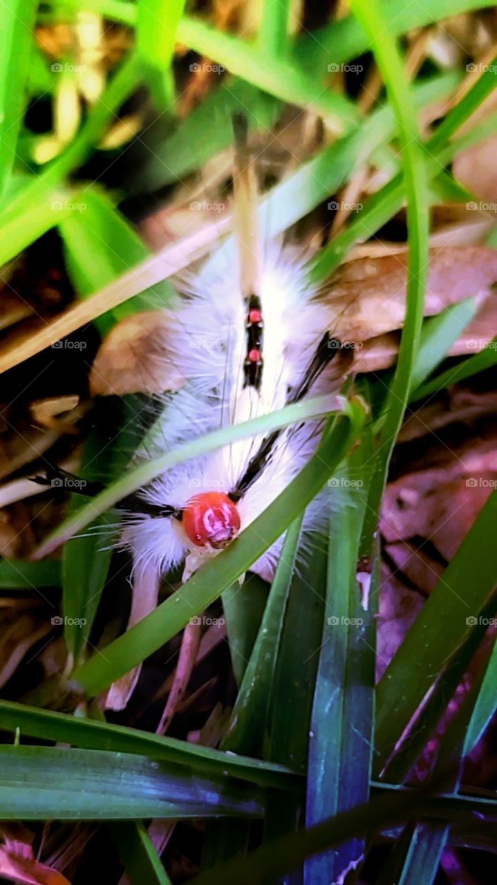 Tussock Moth Caterpillar - Oruga de la Polilla Tussock