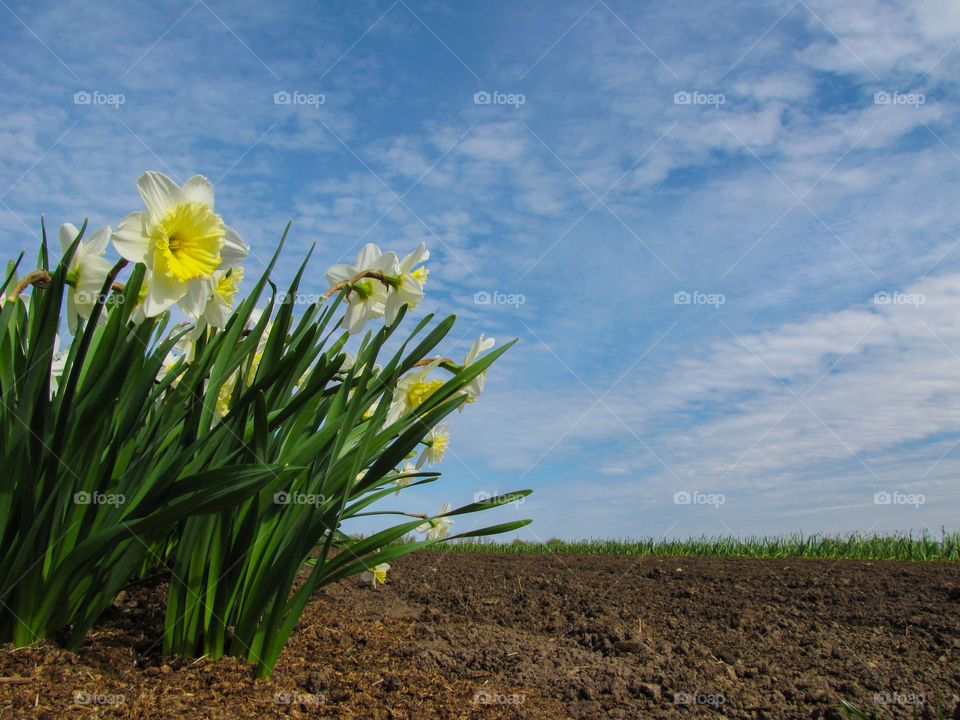 yellow spring flowers of narcissus daffodils in garden against a blue sky whit white clouds
