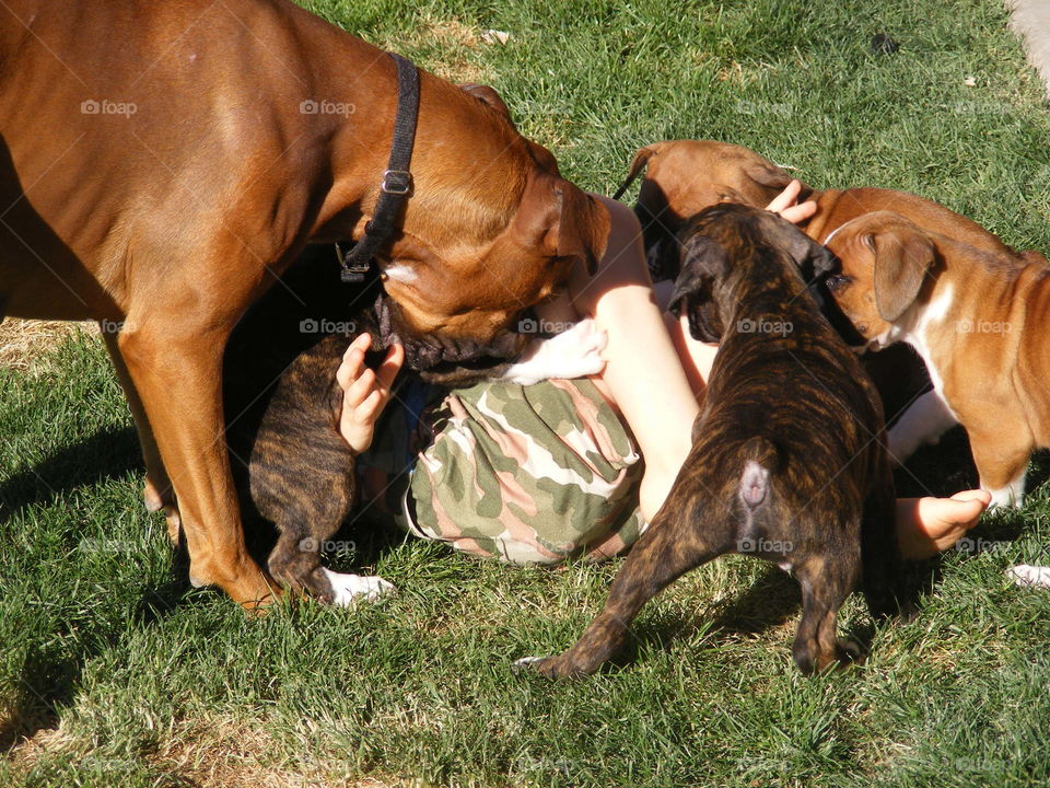 Boxer dogs surrounding a boy on the grass.