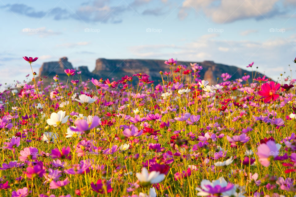 2019 a year of beauty! Image of wild cosmos flowers with sandstone mountain in the background, eastern Free State, South Africa