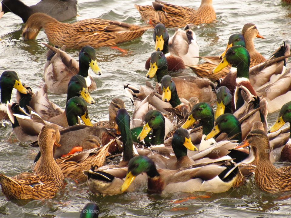 duck fight