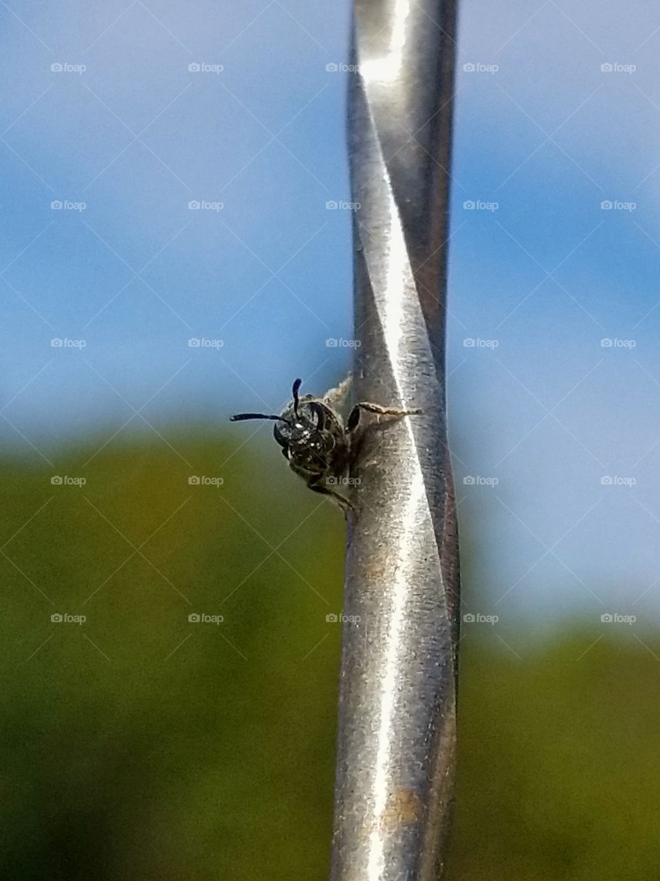 Fly on car antenna