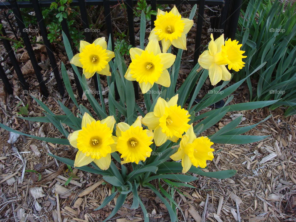 Daffodils. Spring daffodils in Northern New York