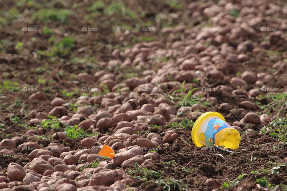 Soil, Food, Nature, No Person, Ball Shaped