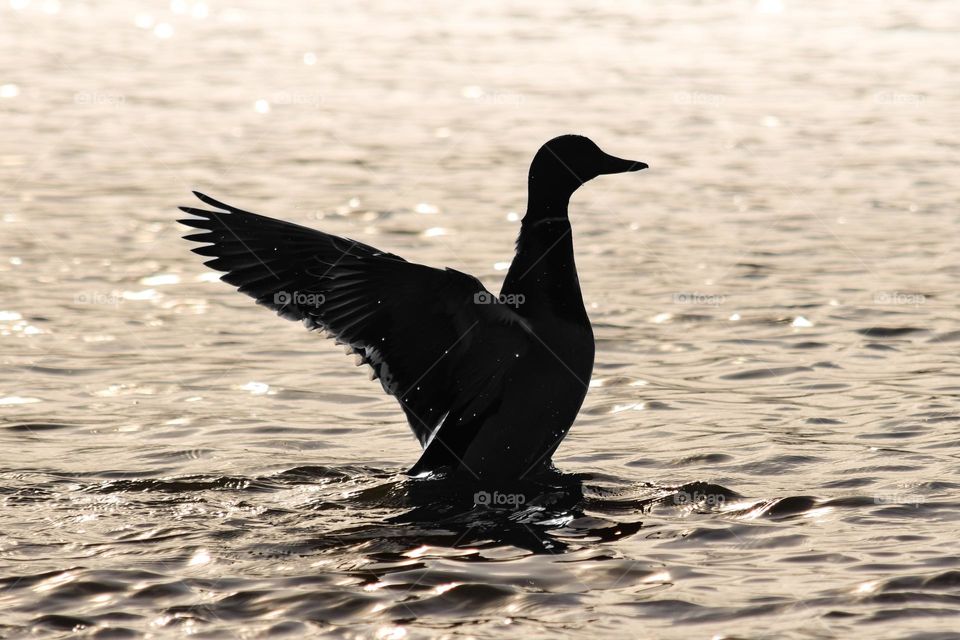 A duck in a cold water