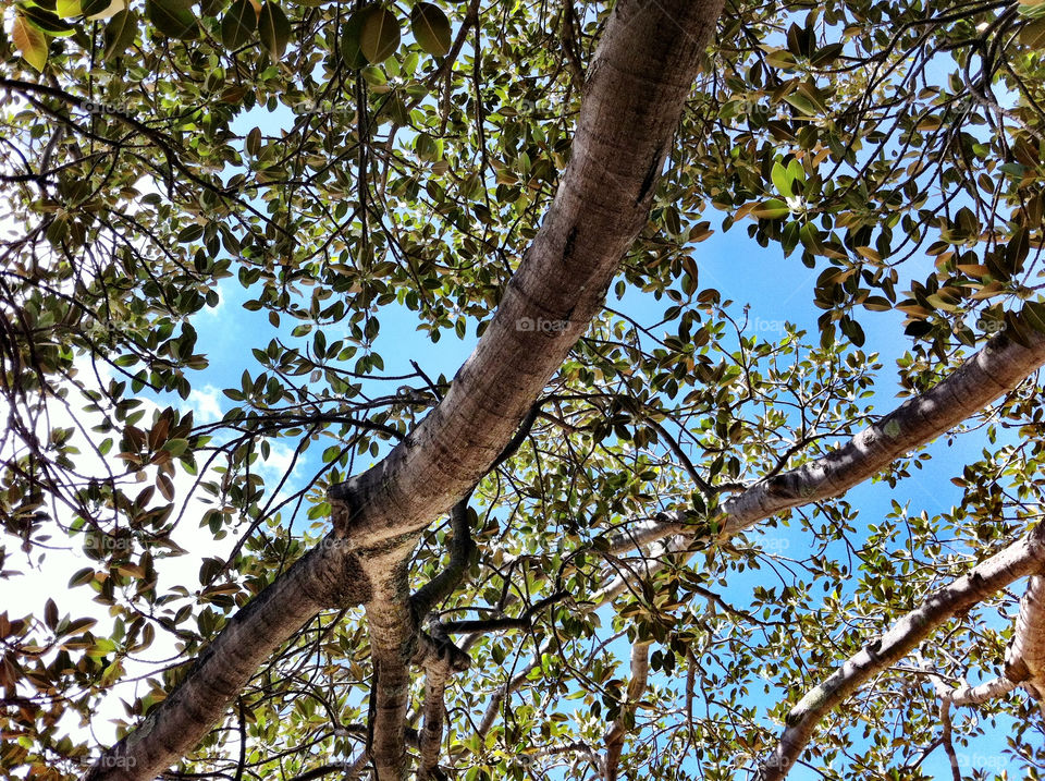 Tree, Branch, Wood, Nature, Leaf
