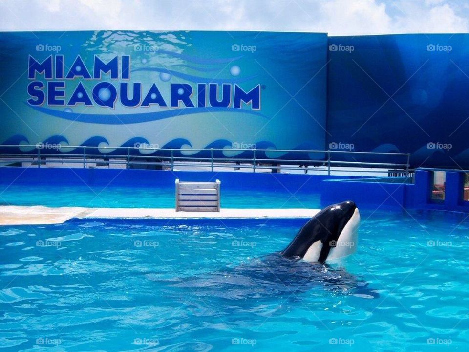 Miami Seaquarium