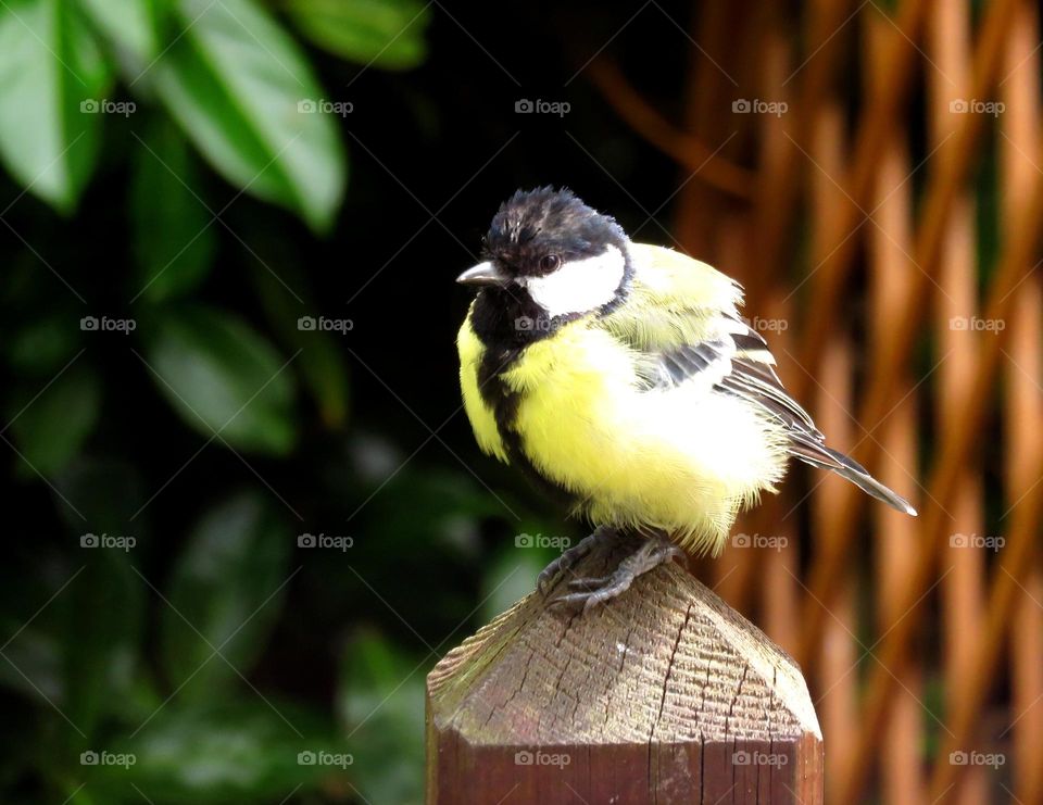 black tit