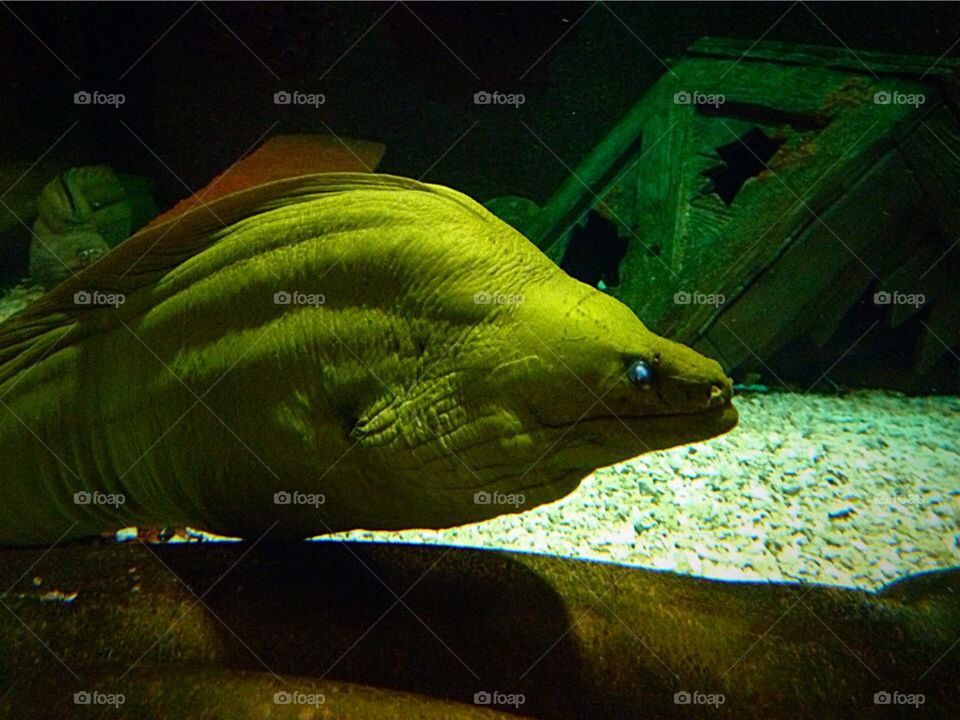 Green eel