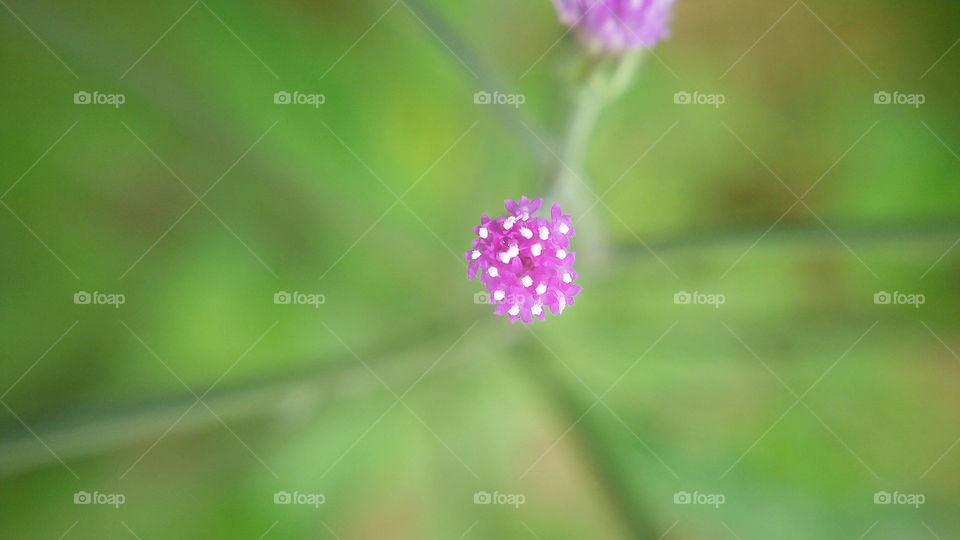 the most beautiful blooming violet colour small flowers in my garden