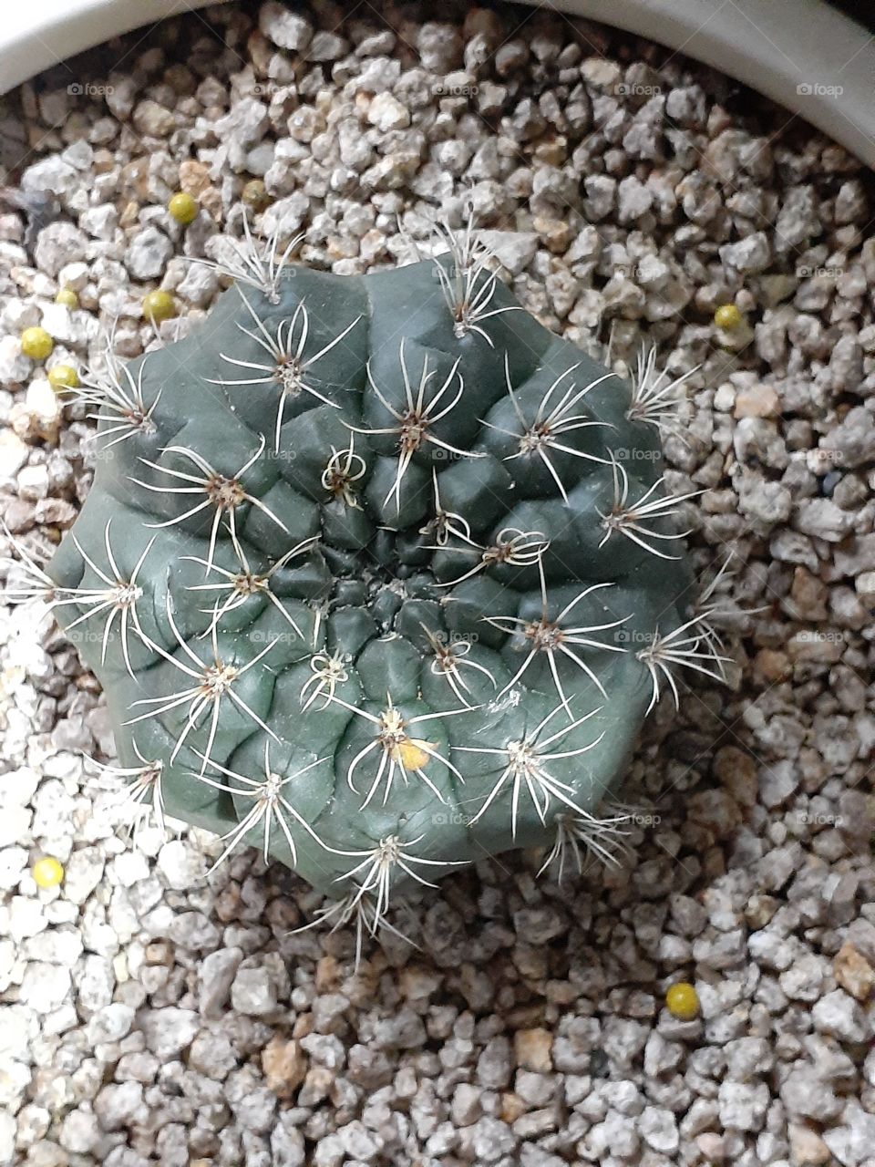 portrait of  a plant